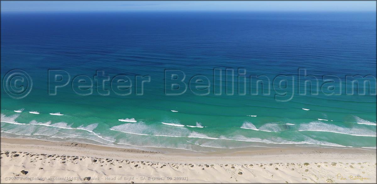 Peter Bellingham Photography Whales - Head of Bight - SA T (PBH3 00 28937)